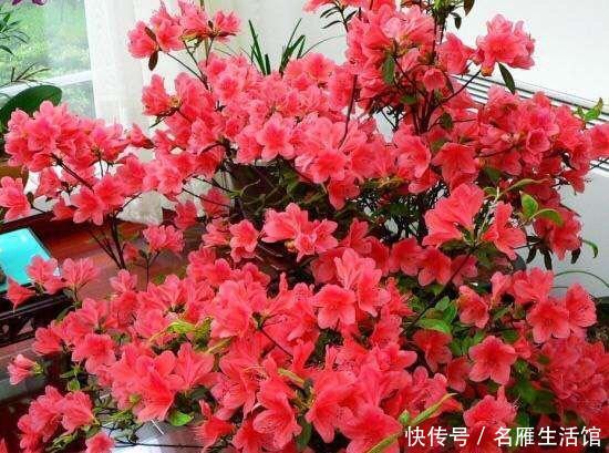  记住：映山红过冬，记住4点，花朵大、色泽鲜艳，开千百朵，漂亮极了