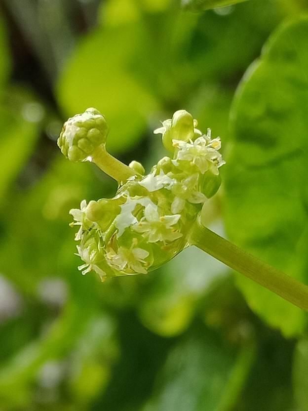  铜钱草■2种花，一旦开花就得剪，不然整棵植物死翘翘