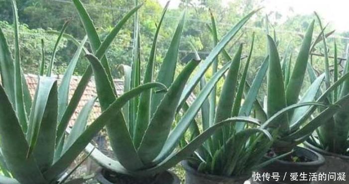 植物|4种花养家里,叶片终年都是绿色的,造型非常好看