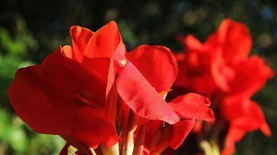 「适合」有5种花卉,花色绚丽,花期长,优美妖娆,适合在阳台养护和观赏