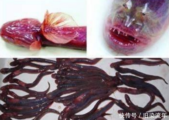  「南水北调」“南水北调”成为生物入侵的“高速路”， 我们要如