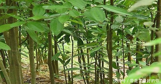 农民种树却只卖皮，每年产值二十多万