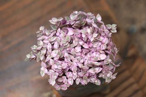  家里|3种花怕强光，家里阴暗也无妨，越暗长的越漂亮！