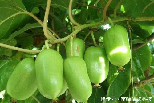 「蜂蜜」阳台也能种果树,1种果树养2棵,一棵能结好多果,味道比蜂蜜甜