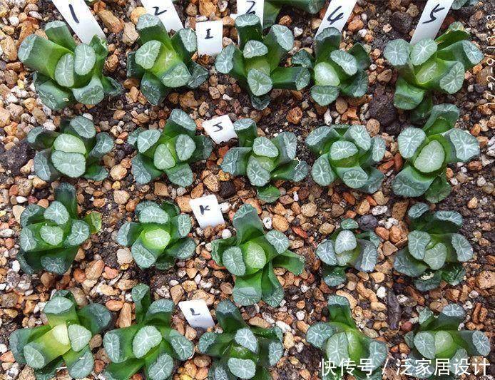  『组培草』多肉植物组培市场的未来如何,这不就是兰花套路吗