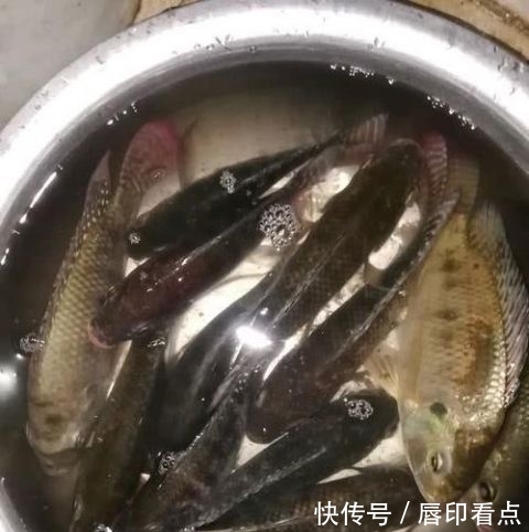  『罗非鱼』不能吃？陕西河道现罗非鱼，当地人担心危害本土鱼，钓起即踩死
