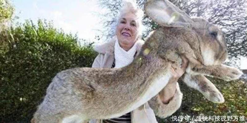  [泛滥]“虾王”东南亚称霸，来到中国却成“软脚虾”，中国吃货求泛滥