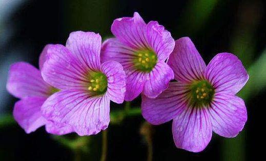 『漂亮』喜欢养护花卉,就选“5款花”,花大色艳数量多,开花爆盆真漂亮