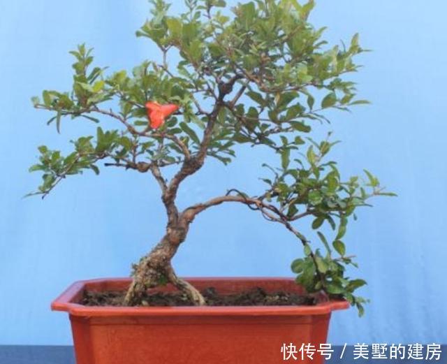  花大果■石榴盆栽怎么养？做到“2点”，花大果多，花美果子甜