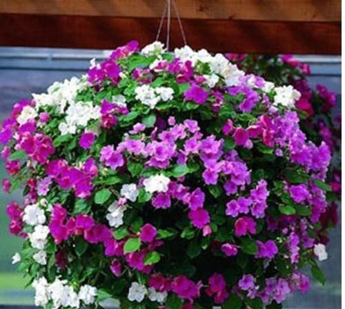  【长寿花】绿萝吊兰养烦了，那就养“花球”，这5种，开花上瘾，还好养！