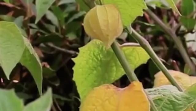  果实：南方特有的“菇凉果”黄色果实像圣女果，曾是农村娃抢着