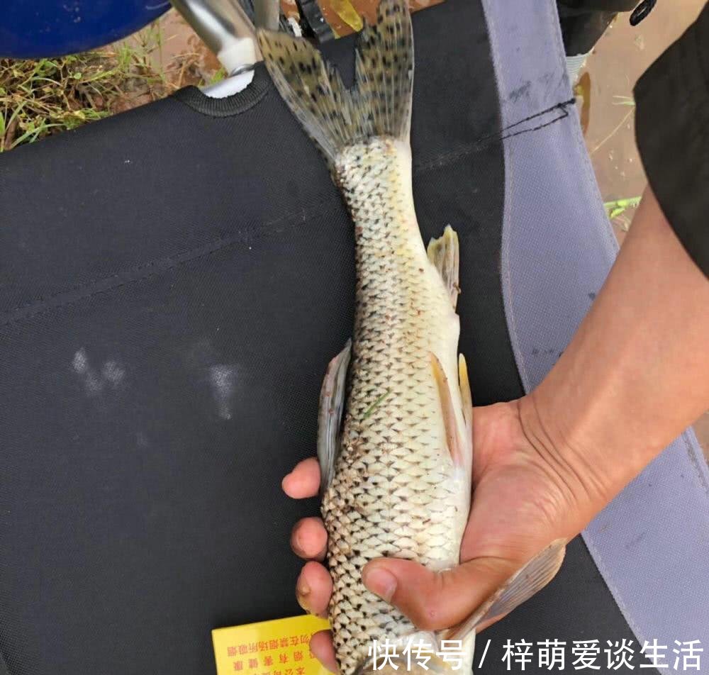  钓友■活了近10年！长江钓起巨型船钉子，钓友从来没见过这么大的