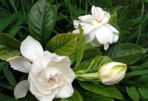  [栀子花]最厉害的养花营养液：给栀子花喝一勺，叶片翠绿，花开满枝头！