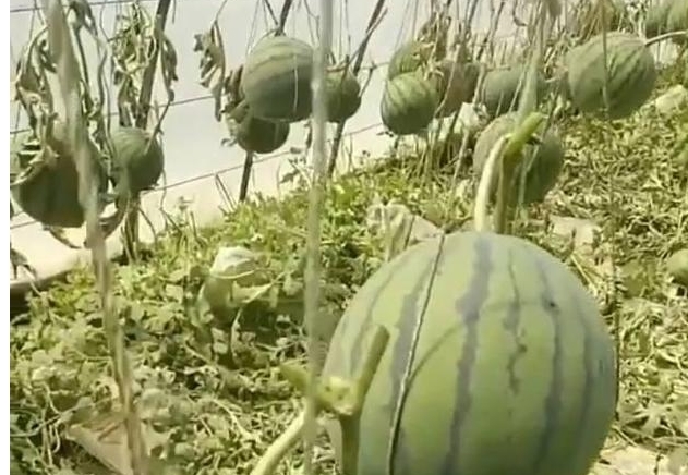 农民“吊”着种的西瓜，虽个头不大，产量却很高，年赚几十万