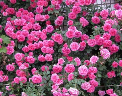  发现@无意间发现的花苗！花开时招蜂引蝶，阳台瞬间成小花园