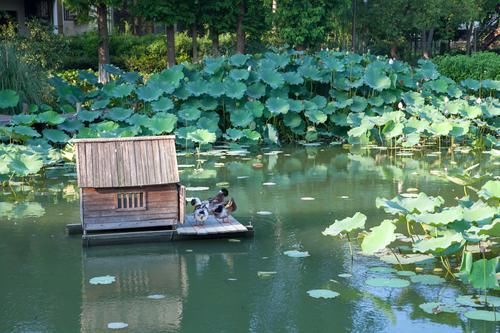 中国最值钱的村子在浙江，建于60年代，一家三口住一晚2288元