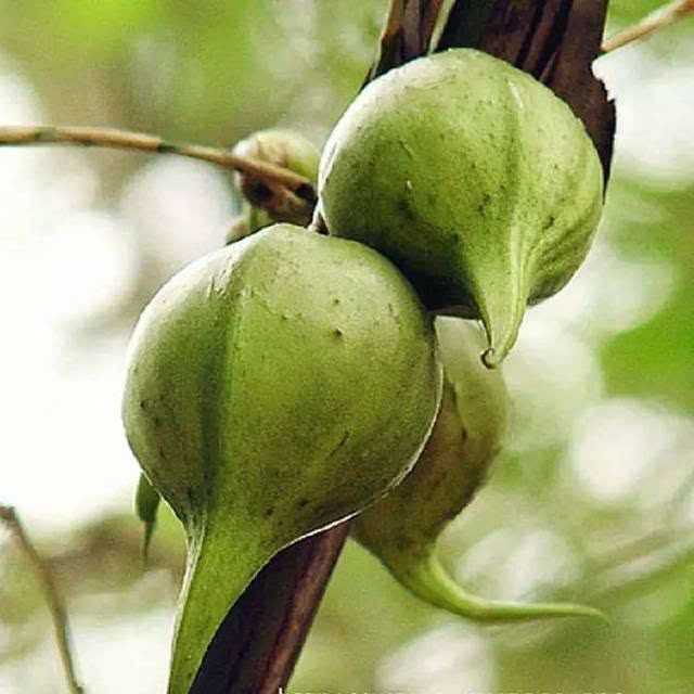  「口感」原来竹子也有果实，50年才结一次果，口感绵密，还十分可口？