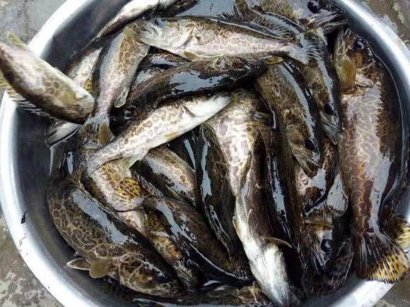  【水域】斑鳜栖居于清净水域，被誉为“淡水鱼之王”
