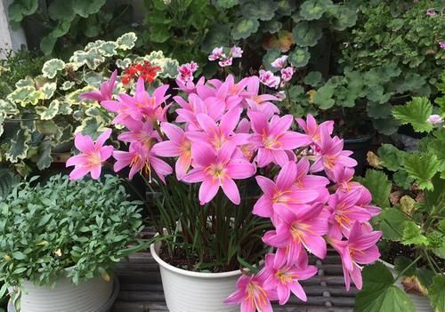  「家里」家里养这几款植物，四季开花不断，花开美艳动人，懒人必备花草