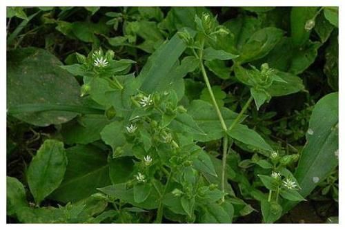 农村一种植物，以前给猪当饲料，如今市场价30元一斤成稀罕物