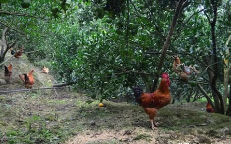  「林下」几年前很火的“林下养鸡”为何无人问津了？有啥坏处吗？答案来了