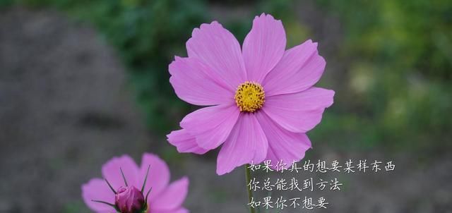  「村上春树」不要再为生活苦恼了35名巨匠名人引文教你如何解脱