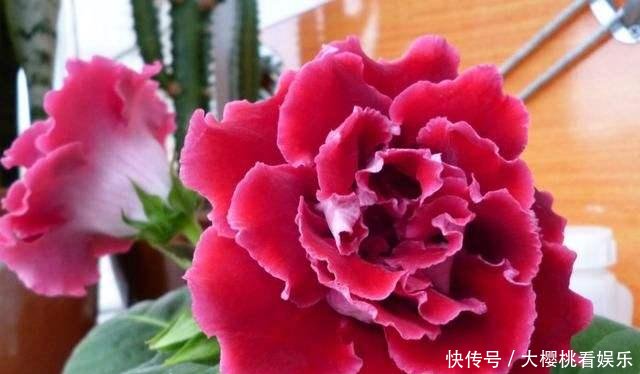  「豆瓣绿」这些盆栽，别花钱买，剪个叶子，沾土就生根，一年爆出十几盆