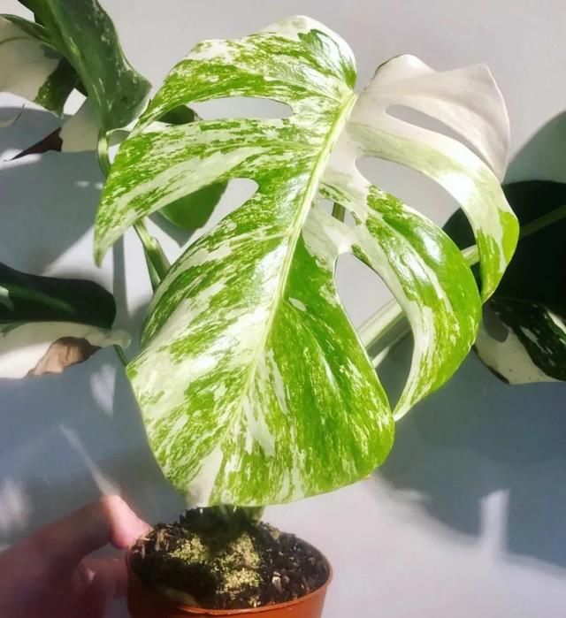  [适合]适合养室内遮阴处的几种精致小盆栽，你喜欢哪一种呢？