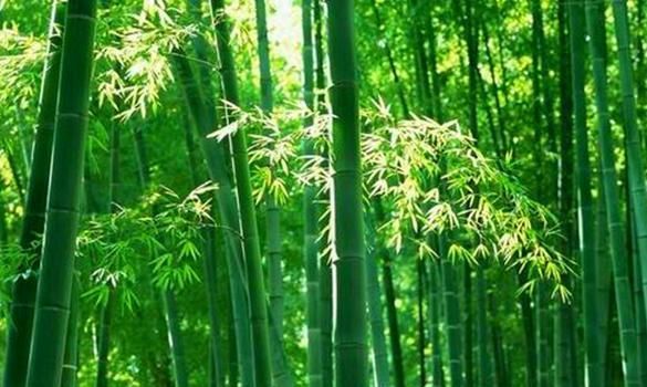  【竹子上】养竹子容易生出一种物质，名叫“竹三七”，其实也是宝