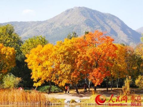 北京植物园进入秋叶最佳观赏期  彩叶植物品种近百个