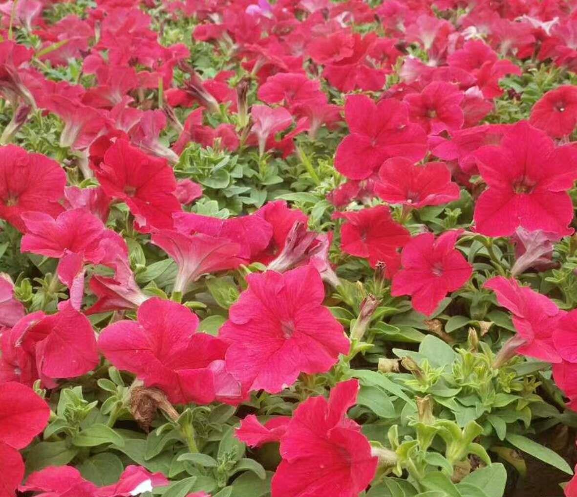  『艳丽』在家中养护花卉，就选择长势茂盛，花色艳丽，开花繁多的花卉
