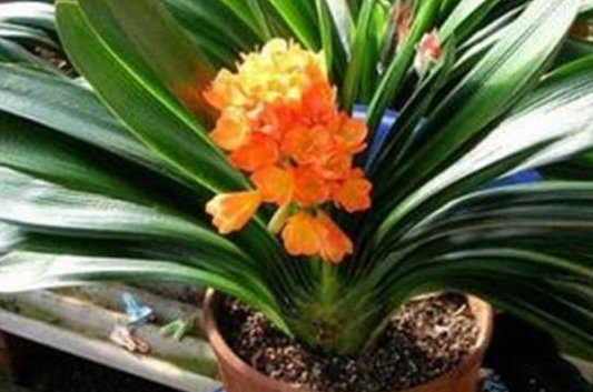 养殖君子:君子兰生长“慢吞吞”,丢两片“生根药”,根茎变粗,开花不断!