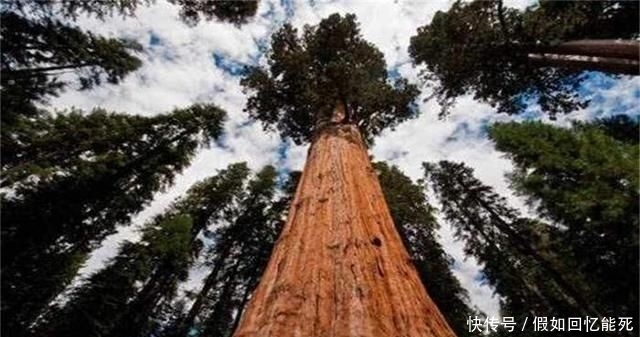  「树木」堪称世界之最的6种树木，最贵、最毒、最硬都在中国境内
