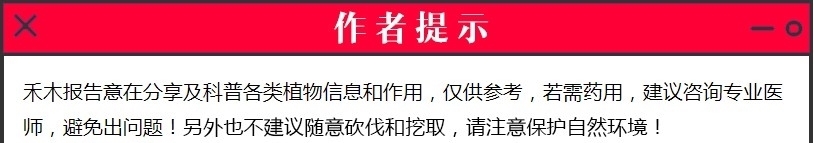 这种果树的花常被丢弃，殊不知比果实贵200倍，被称为“软黄金”