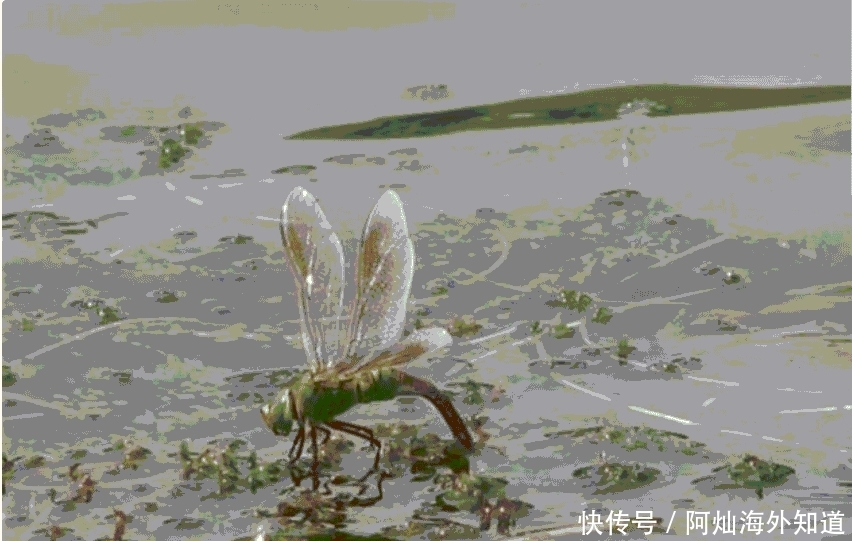 鱼塘边随处可见, 很多人都不认识它, 好多养殖户因它吃亏!