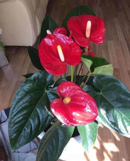假花■3种花真耐看,一开就是3个月,别以为是“假花”给拔了!