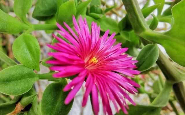  「春天」最适合春天种植的3种花,开花漂亮花量大,好养易活花期长