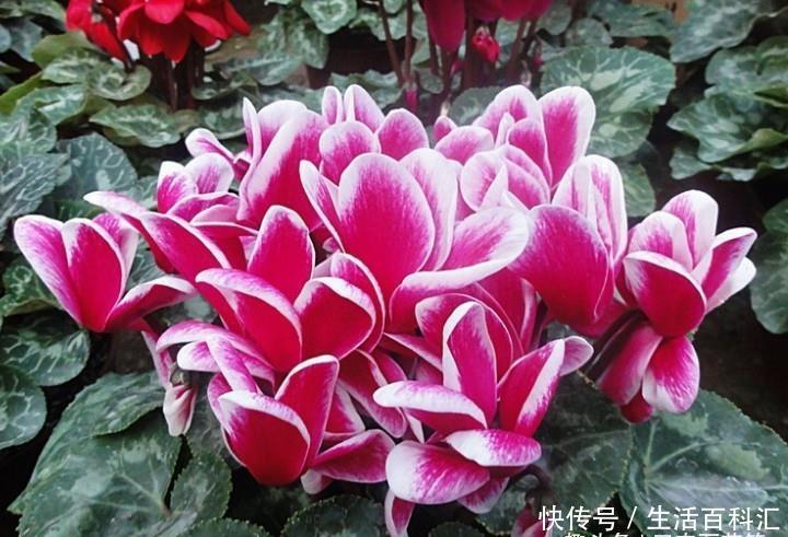  『仙客来』花卉种植技术：如何种植观赏花卉仙客来，怎样使仙客来多开花？