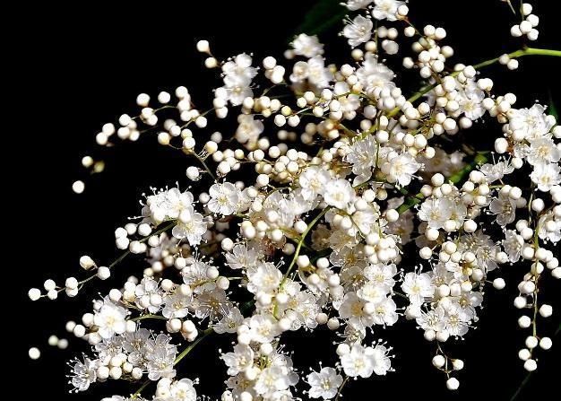  『上百』阳台养花，就养3种“垂枝花”，一根枝上百朵，花一开“满阳台”