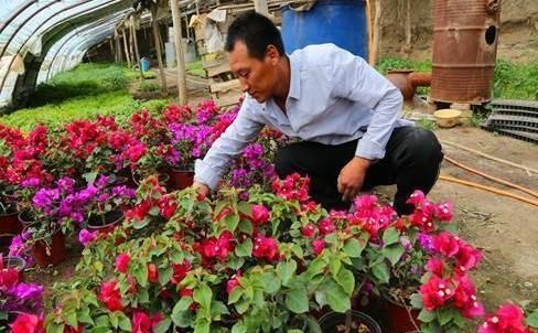  摆在：好种植，花期长，花朵美的室内盆栽“倒挂金钟”，摆在家里真漂亮