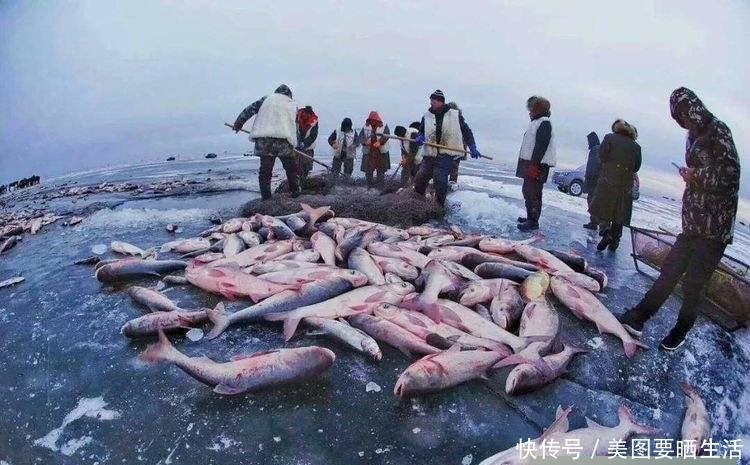 查干湖的鱼越捞越多？渔民无奈讲道：你知道他们都做了什么！