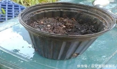 「草莓盆栽」摘来的草莓水果还能用来播种,很快就能开花结果
