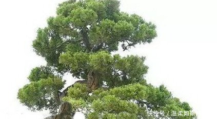 盆景艺术的五大流派，增加了不少知识，学会算是赚到了！