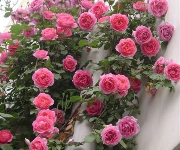  「开出」家里有小院，这几款花耐旱又好养，花朵柔美高雅，一次开爆成花海