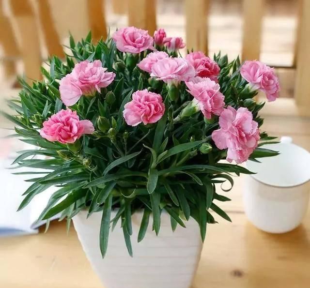 #阳光充足的环境#100种常见开花植物的养护要点与花期,快来看看有没有你喜欢的