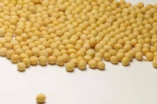  【谷物】一种钓大青鱼的天然谷物特效饵，四季通用