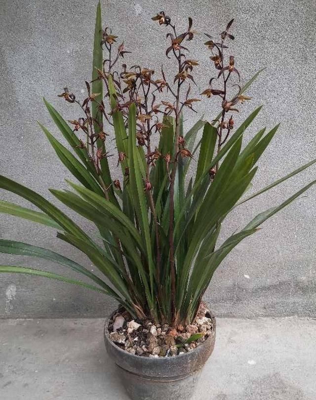  「植物」兰花的4个小“癖好”，满足它，就能开花不断！