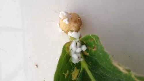  一大：6种花好看不用买，蹭掉的叶子插土里，3个月长出一大盆！
