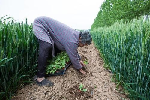 农村奶奶年年种西瓜，吃不完赌气不卖，孙子做法成普遍问题