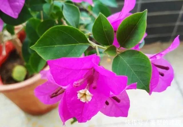  不见|5月养这6种花要“狠狠晒”，越晒越能开，否则只见叶子不见花